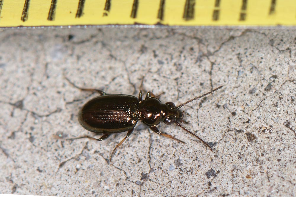 Metallina lampros